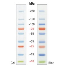 Маркеры молекулярной массы белков, окрашенные, PageRuler, 10-250 кДа, для SDS-электрофореза и вестерн-блоттинга, Thermo FS