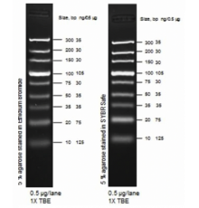 Маркер длин ДНК, Ultra Low Range, 9 фрагментов от 10 п.н. до 300 п.н., 0,5 мкг/мкл, Thermo FS